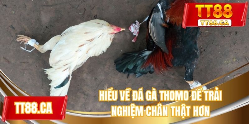 Hiểu về đá gà thomo để trải nghiệm chân thật hơn