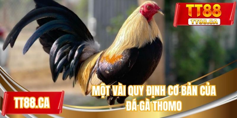 Một vài quy định cơ bản của đá gà thomo